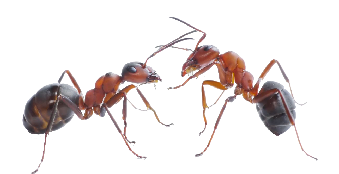ant
