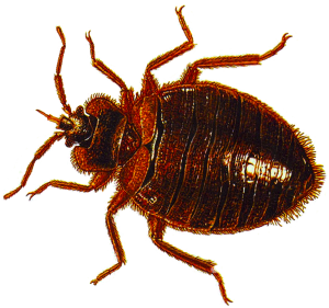 bed-bug