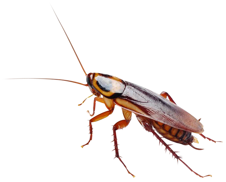 cockroach