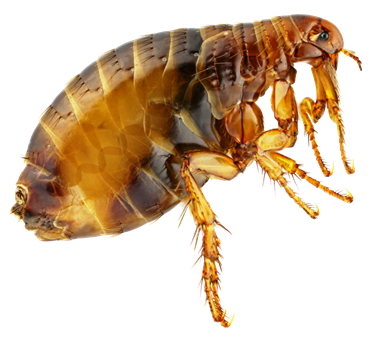 fleas