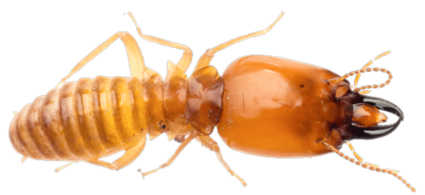 termite