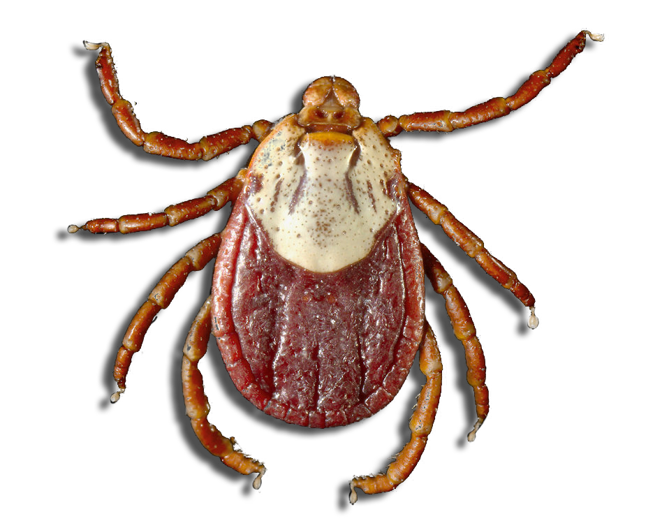 Cockroach Pest Control